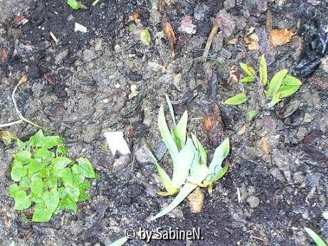 weisse Iris nana zwischen Glockenblumen in der weissen Rabatte