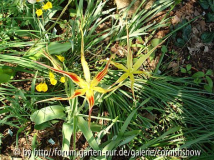 Tulipa acuminata IV