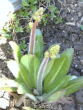 Sicher : Saxifraga ! Aber welche ?