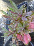 was ist das - Saxifraga ?