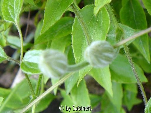 Clematis Chrystal Fountain Knospen am 1. Mai
