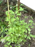 Clematis Chrystal Fountain im ersten Jahr : habitus am 1. Mai