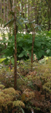 Arisaema nepenthoides - Habitus