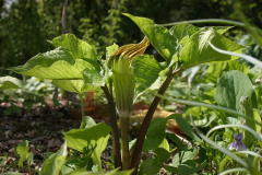 Arisaema amurense - dunkel