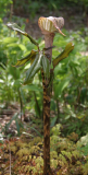 Arisaema nepenthoides