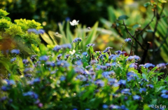 Gartenansichten Tropfen Mai 2008