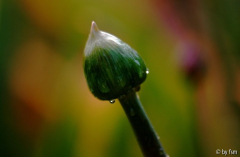 Allium