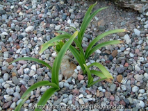 Nerine bowdenii