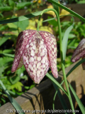 '