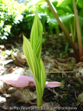 Convallaria majalis 'Striata'
