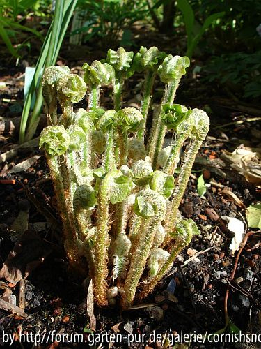 Asplenium scolopendrium I