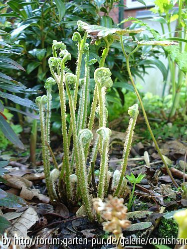 Asplenium scolopendrium II