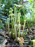 Asplenium scolopendrium II