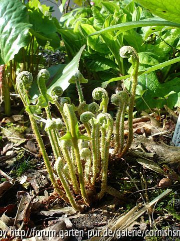 Asplenium scolopendrium III