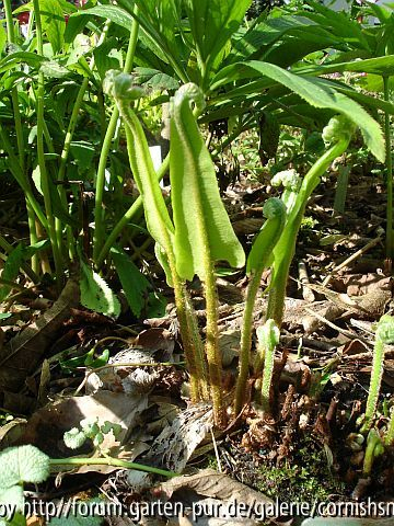Asplenium scolopendrium IV