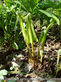 Asplenium scolopendrium IV