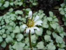 Taraxacum albidum I