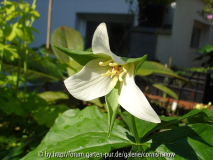 Trillium erectum I