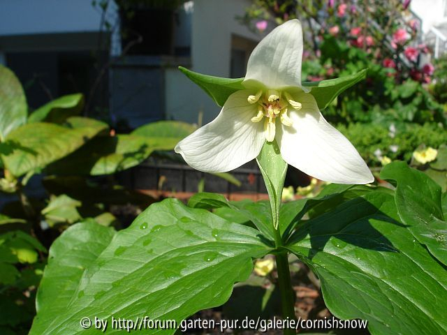 Trillium erectum II