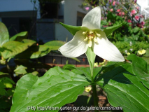 Trillium erectum II