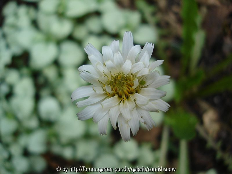 Taraxacum albidum II