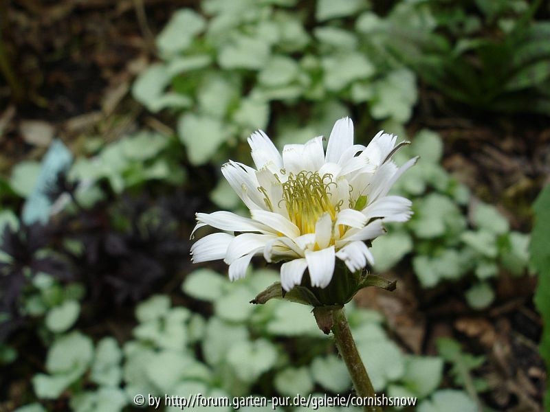 Taraxacum albidum III