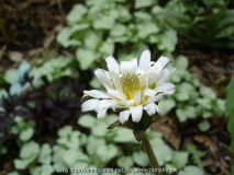 Taraxacum albidum III