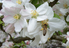Biene beladen