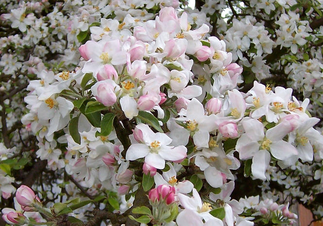 Apfelblüte