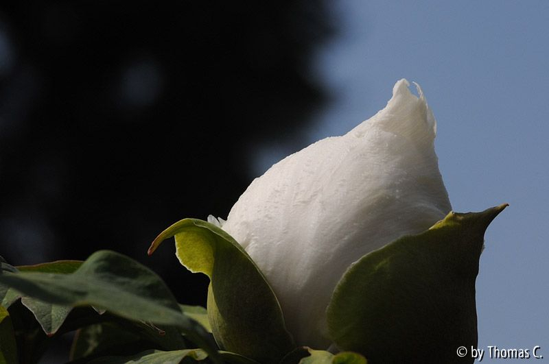 Strauchpäonie 3