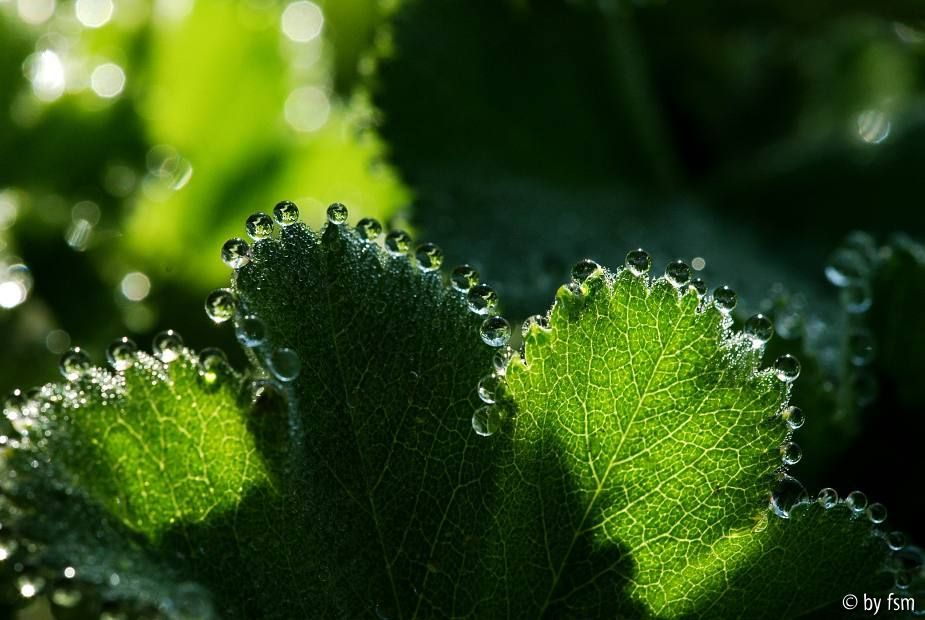 Tau Alchemilla 2