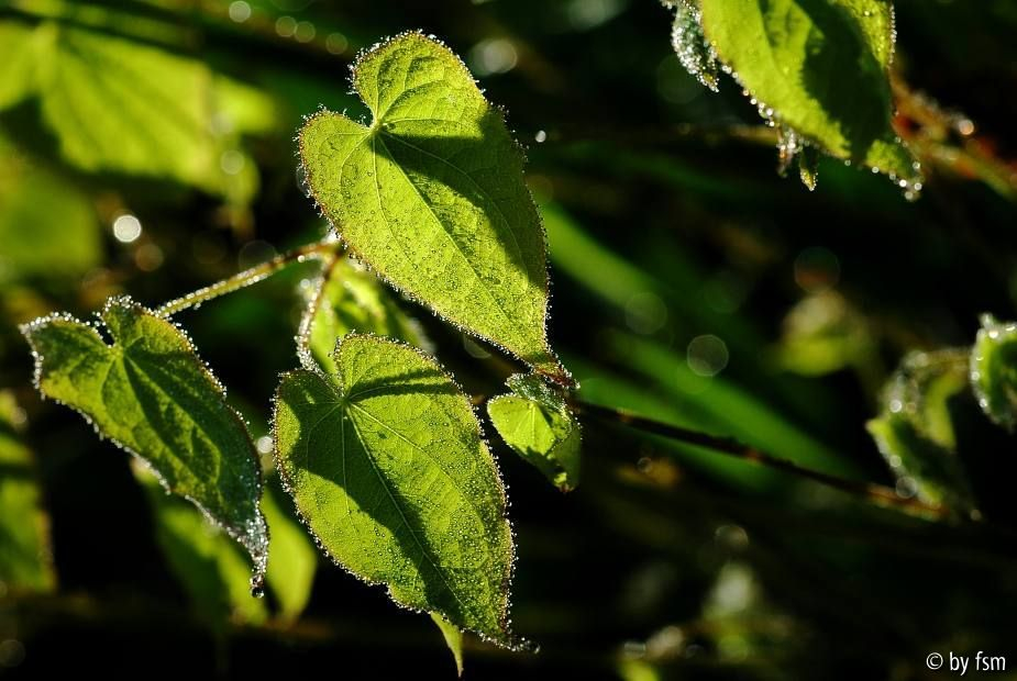 Epimedium