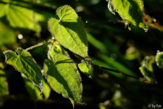 Epimedium