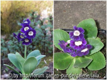 Aurikel dunkelblau - Blue Velvet (?)