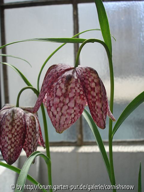 '