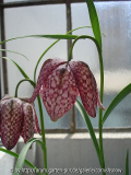 Fritillaria meleagris 'Saturnus'