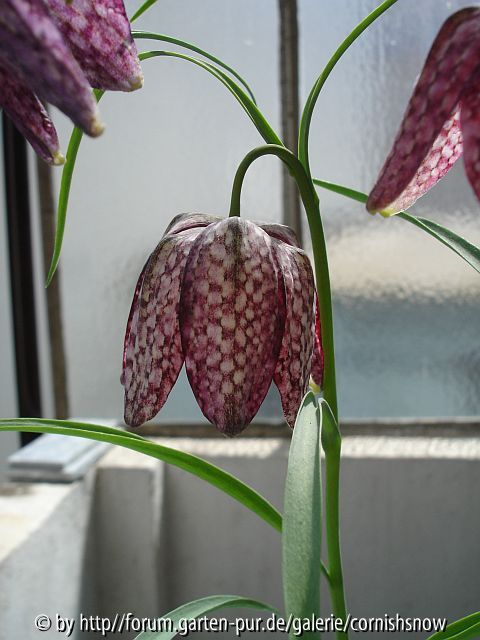 '