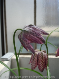 Fritillaria meleagris 'Jupiter'