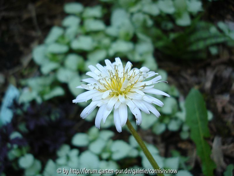 Taraxacum albidum IV