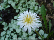 Taraxacum albidum V
