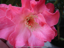 x Williamsii 'Kramer's Fluted Coral' II