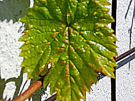 Blatt Muscat Bleu 2