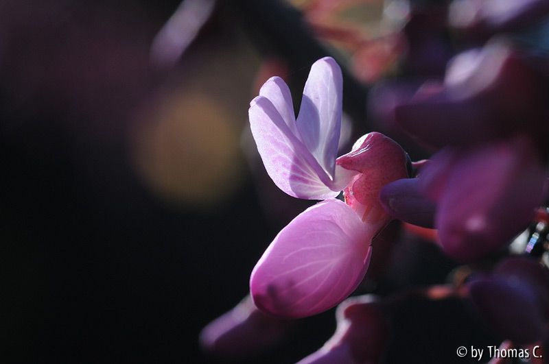 Judasbaumblüte