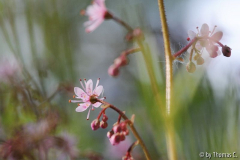 Saxifraga filigran 1