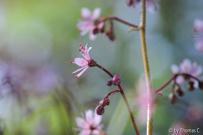 Saxifraga filigran 2