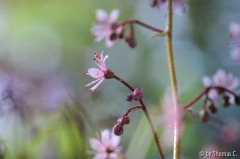 Saxifraga filigran 2
