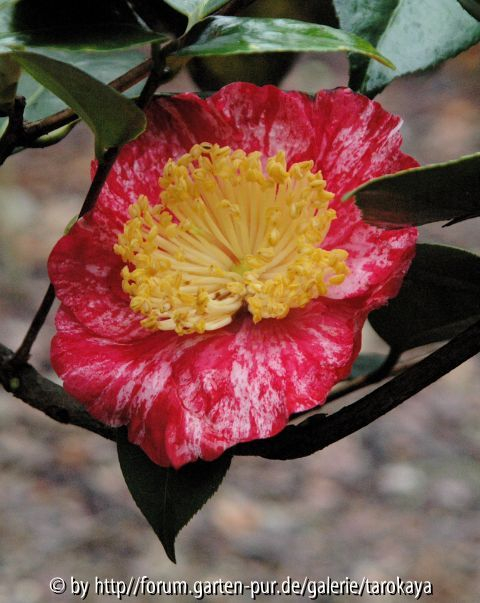 koraku (ghi)