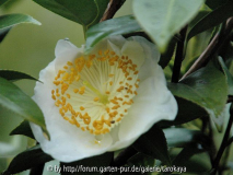 hirose haku (ghi)