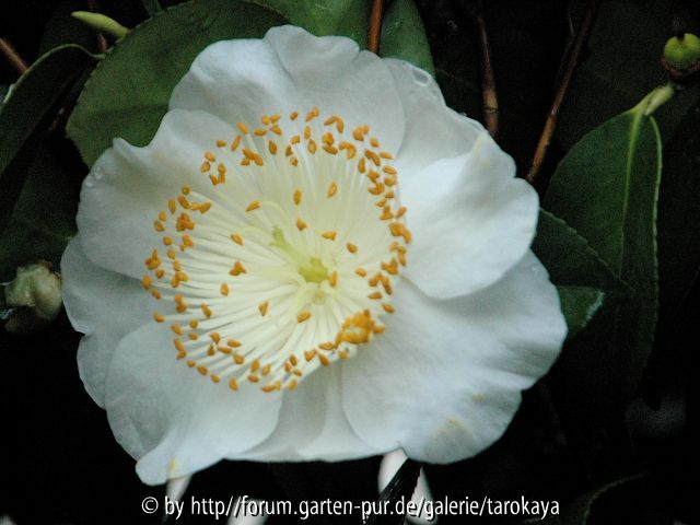 higo shirayuki (ghi)