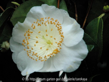 higo shirayuki (ghi)